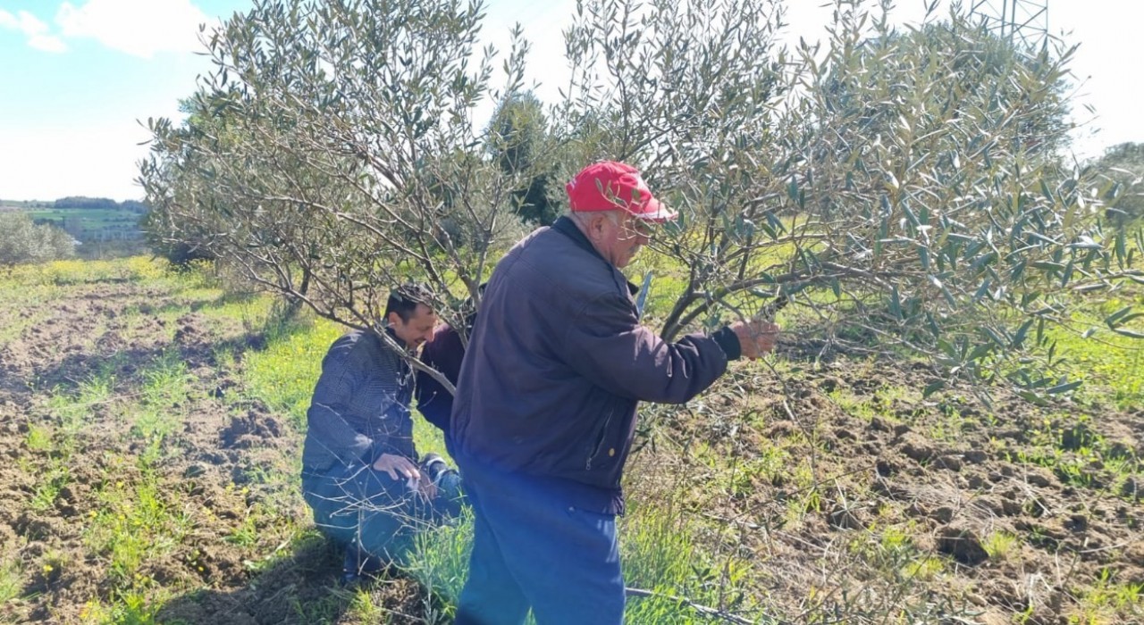 Çanakkalede zeytin üreticilerine uygulamalı budama ve aşılama eğitimi