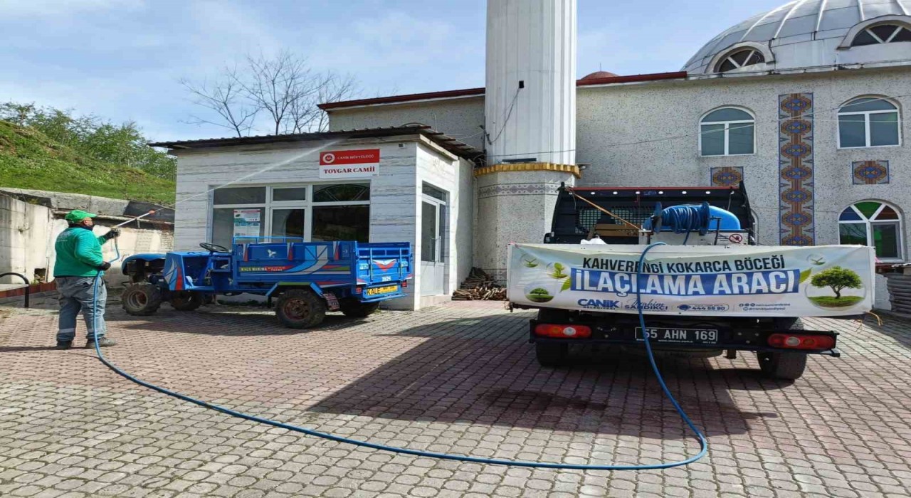 Canikte kahverengi kokarca ile mücadele