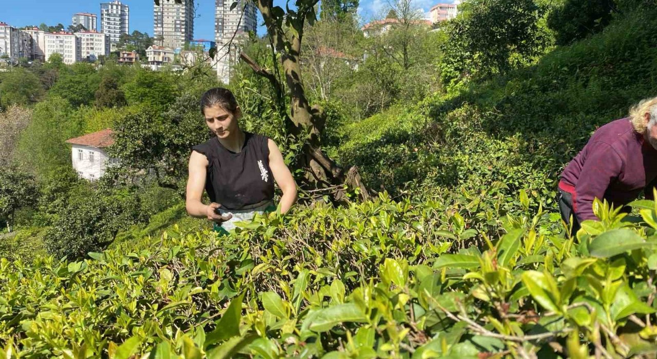 Çay bahçesinden, Dünya Şampiyonasına