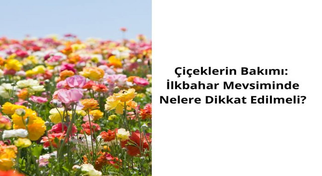 Çiçeklerin Bakımı: İlkbahar Mevsiminde Nelere Dikkat Edilmeli?