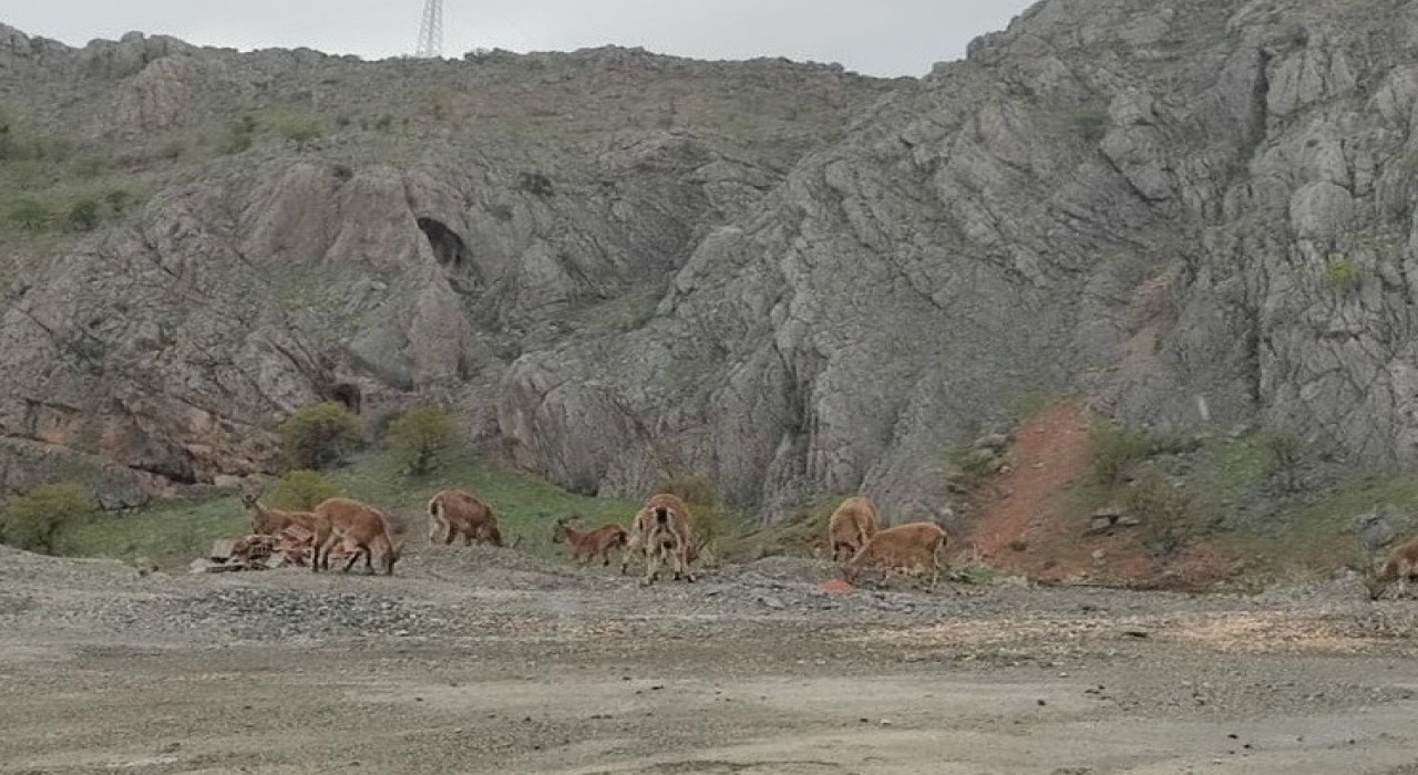 Dağ keçileri kara yoluna indi