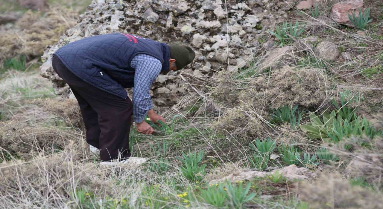 Dağlarda çiriş otu bereketi