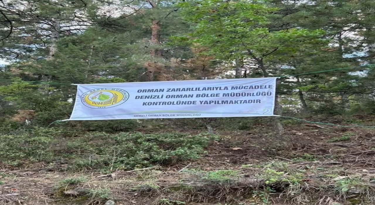 Denizlide ağaçları kurutan böceklerle mücadele başlatıldı