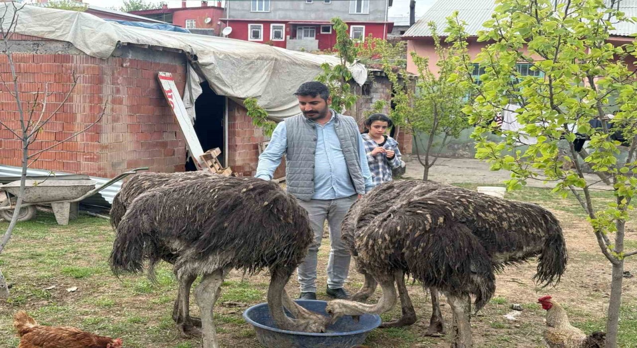 Deve kuşları Tuzlucanın yeni maskotları oldu