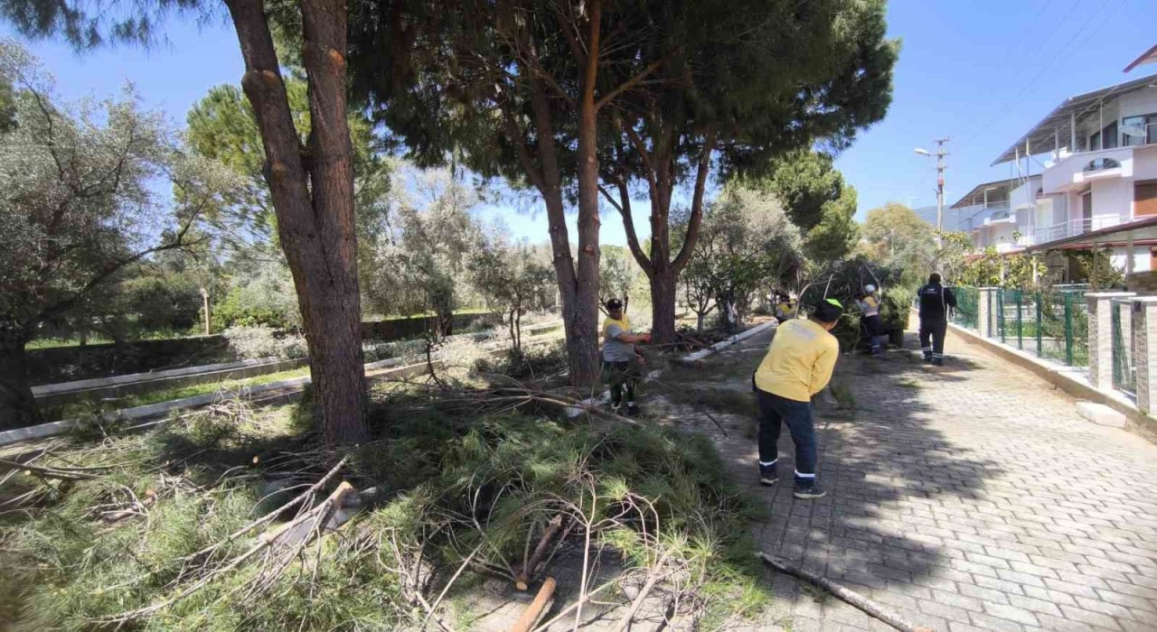 Didimde ağaçlar budandı