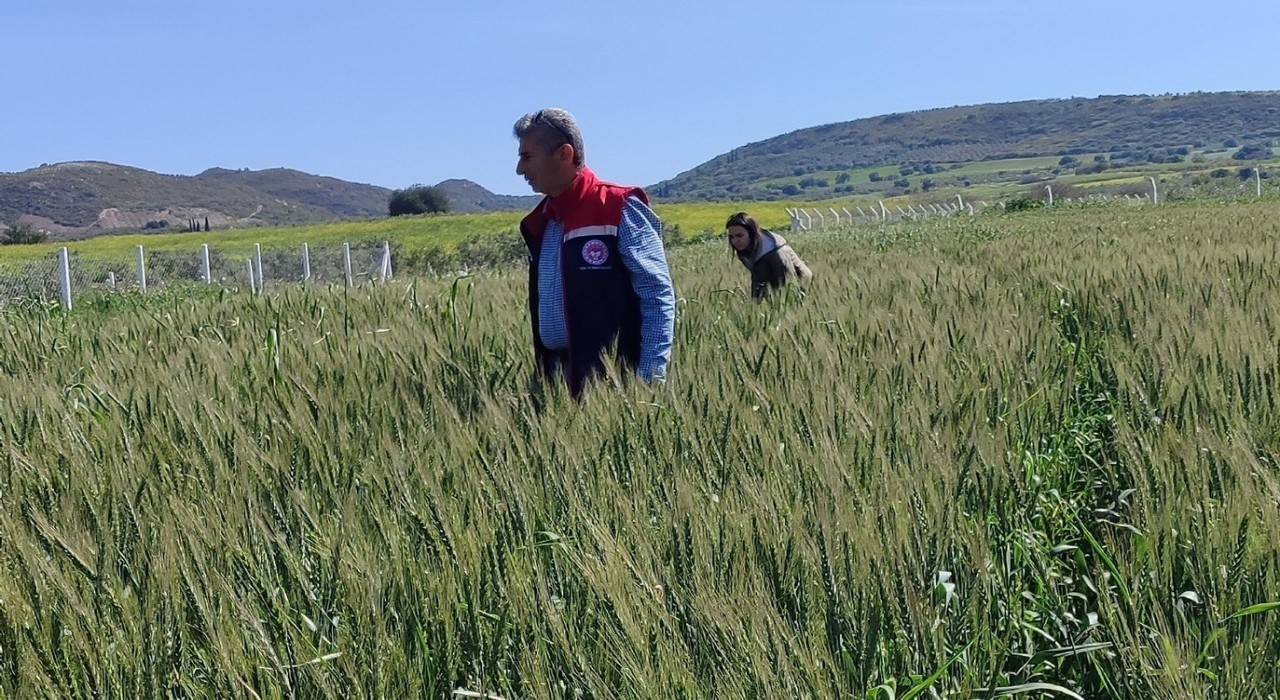 Didimde tarımsal kontroller tamamlandı, tarlalarda hastalık ve zararlıya rastlanmadı