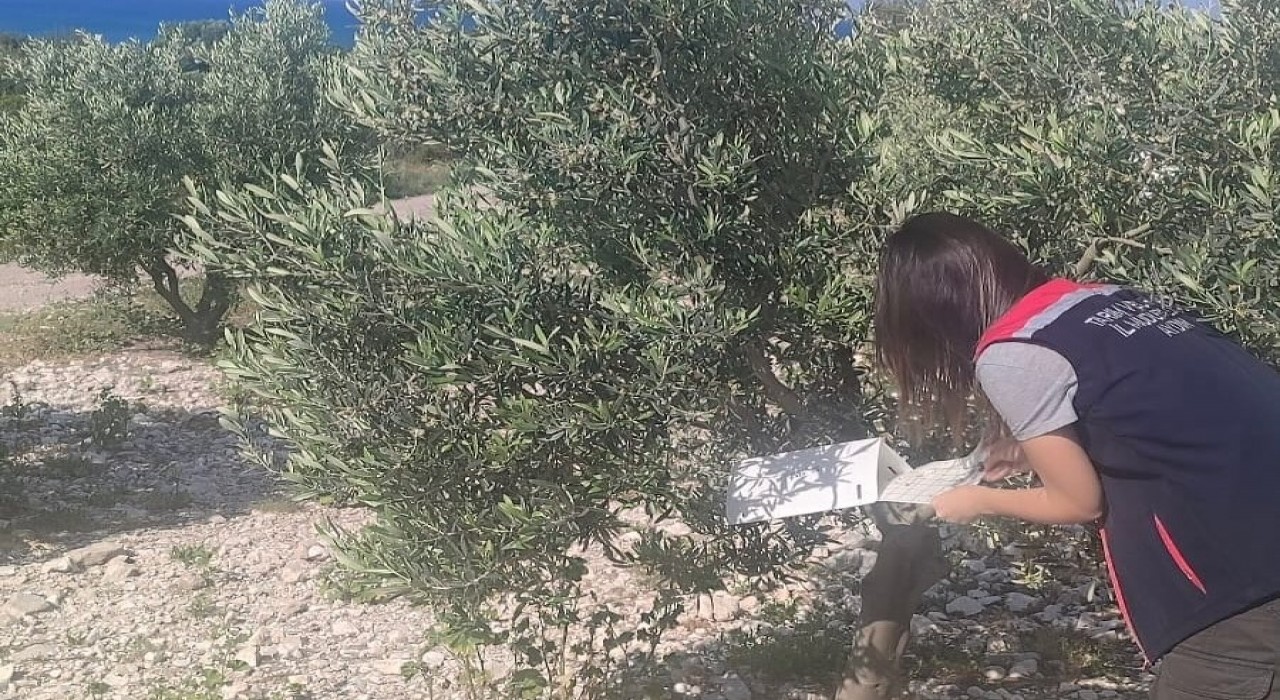 Didimde zeytinliklerde hastalık ve zararlı denetimi yapıldı