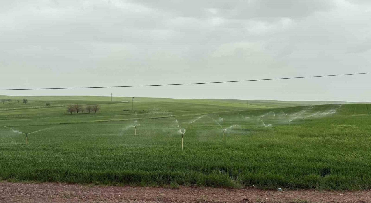 Diyarbakırda ekili arazi yağmurda fıskiye ile sulandı
