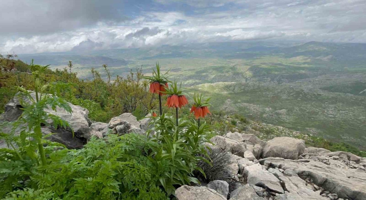 Diyarbakırda ters lale fotoğraflandı