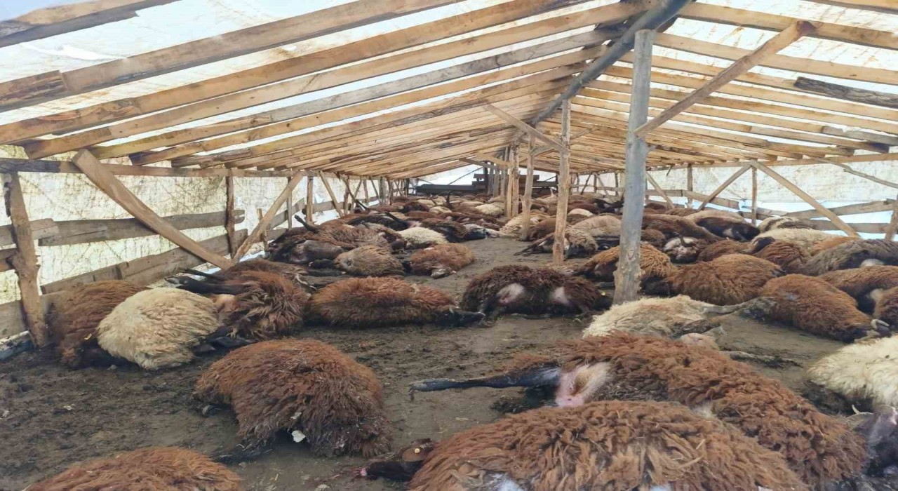 Doğubayazıtta şiddetli rüzgar, 280 küçükbaş hayvanın telef oldu