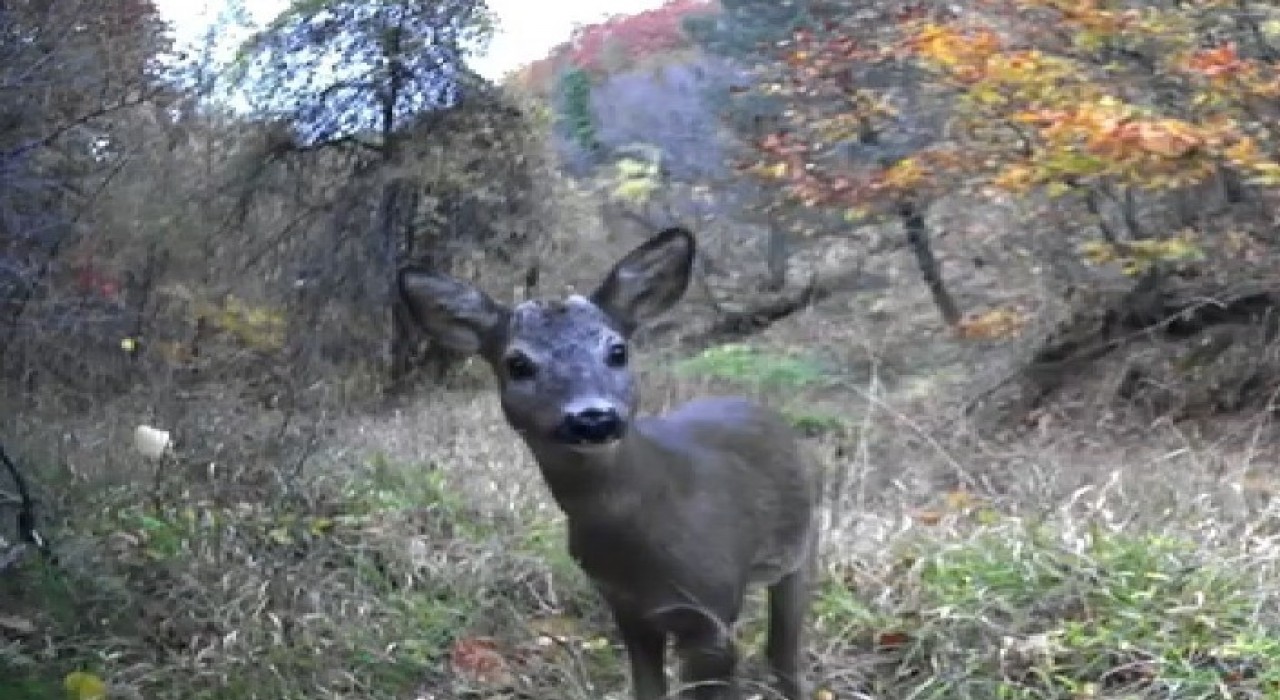 Domuz, karaca, kurt sürüsü ne ararsan var: Gizemli kediyi bile görüntüledi