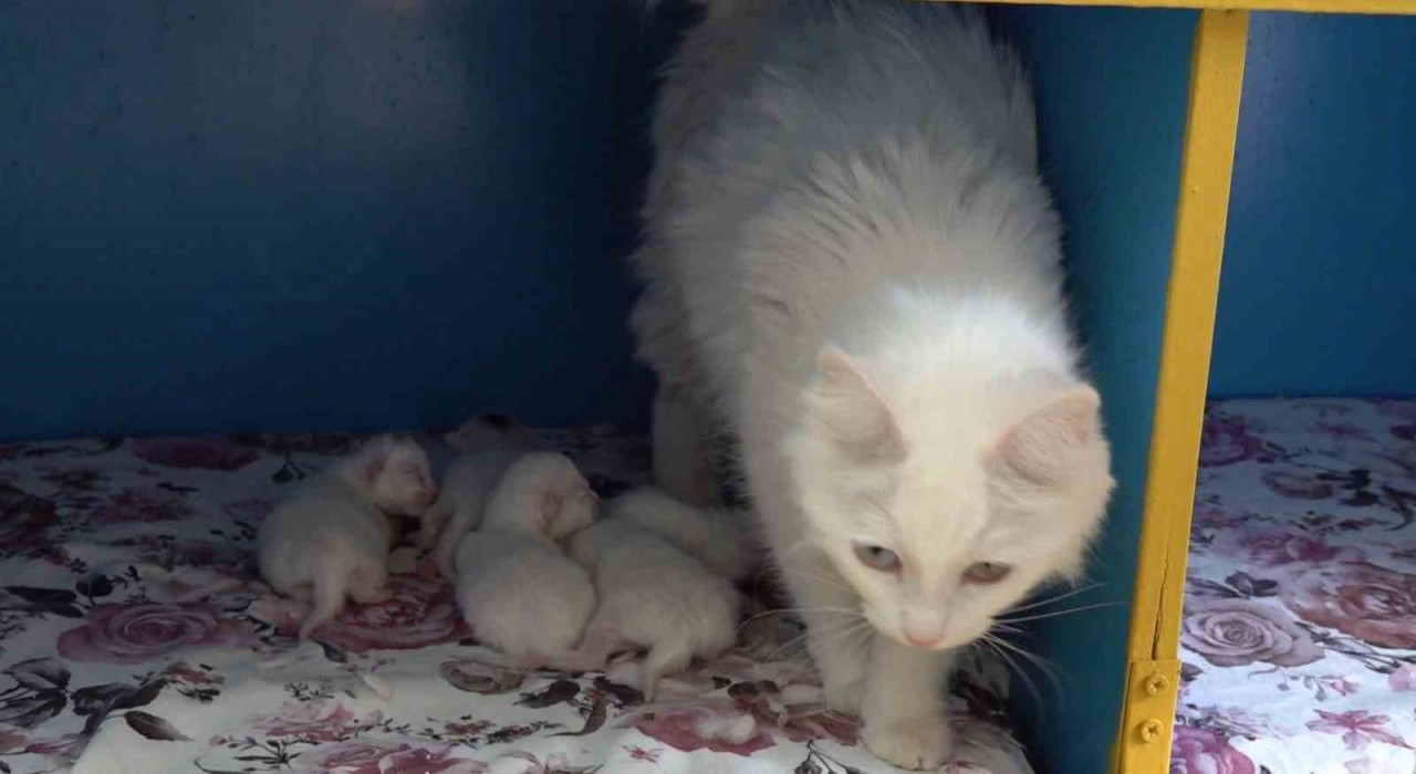 Dünya güzeli Van kedisi ‘Su 5 yavru doğurdu