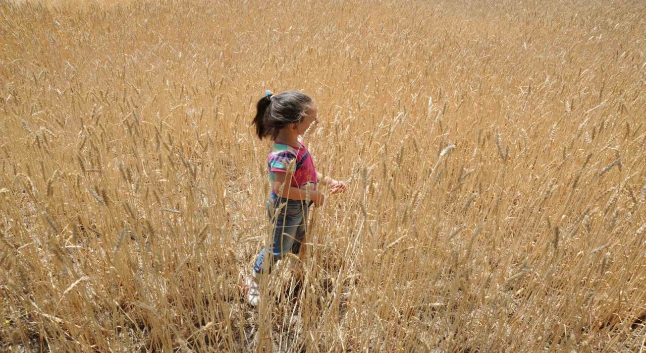 Dünyada artan talep hububat üretimini 62 milyon ton yükseltecek