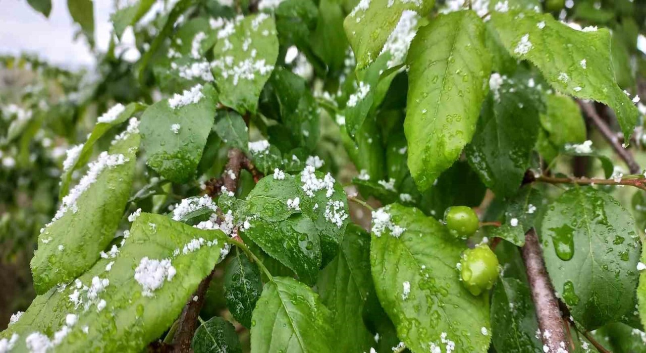 Düzcede nisan karı: Eriğin üzerine kar yağdı