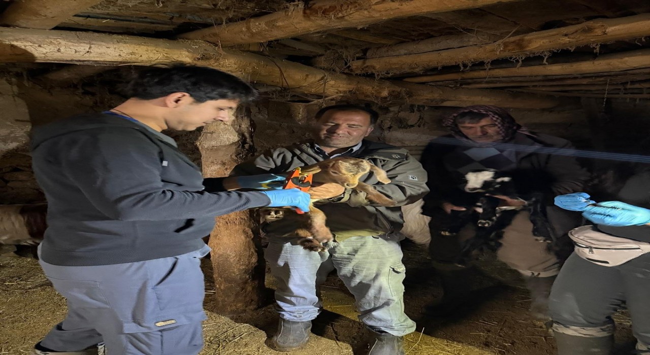 Elazığda aşılama ve küpeleme çalışmaları sürüyor