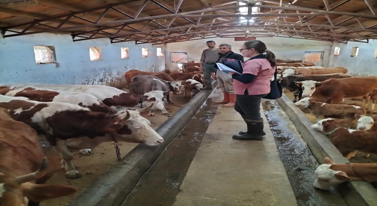Elazığda aşılama ve küpeleme çalışması sürüyor