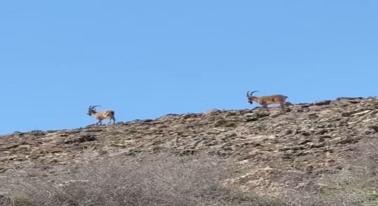 Elazığda dağ keçileri görüldü