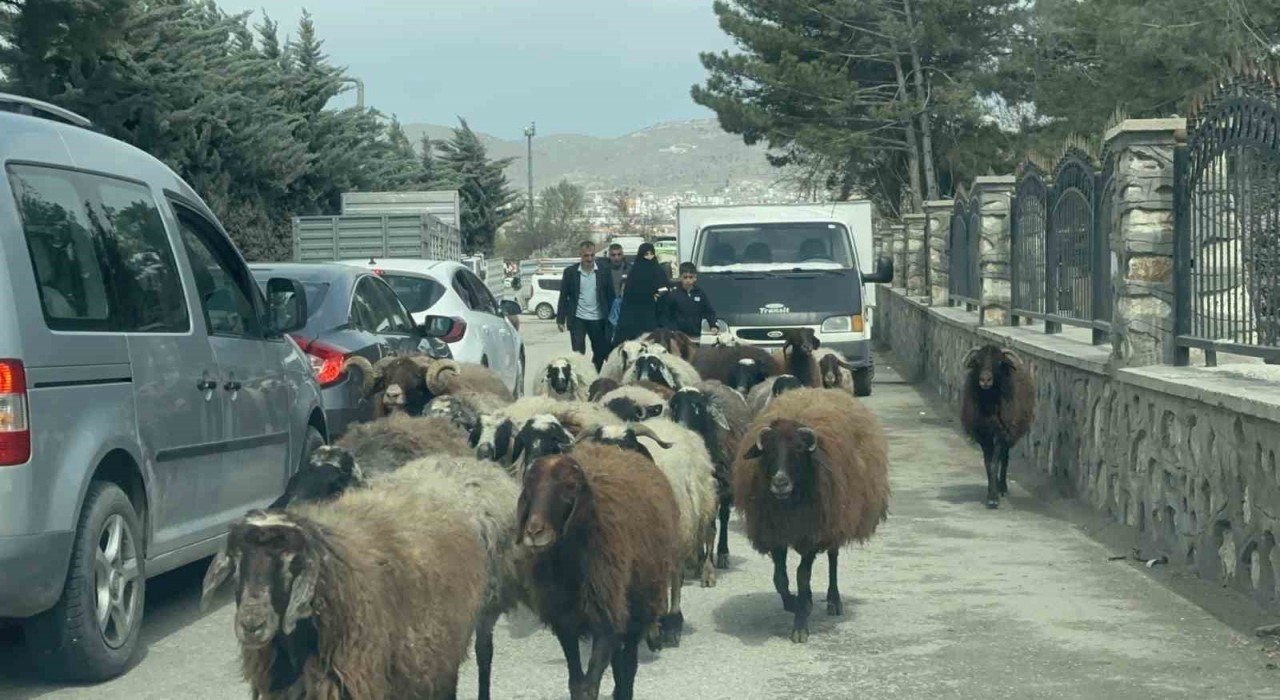 Elazığda trafikte sürpriz konuk: Koyun sürüsü şehir merkezinde yol kesti