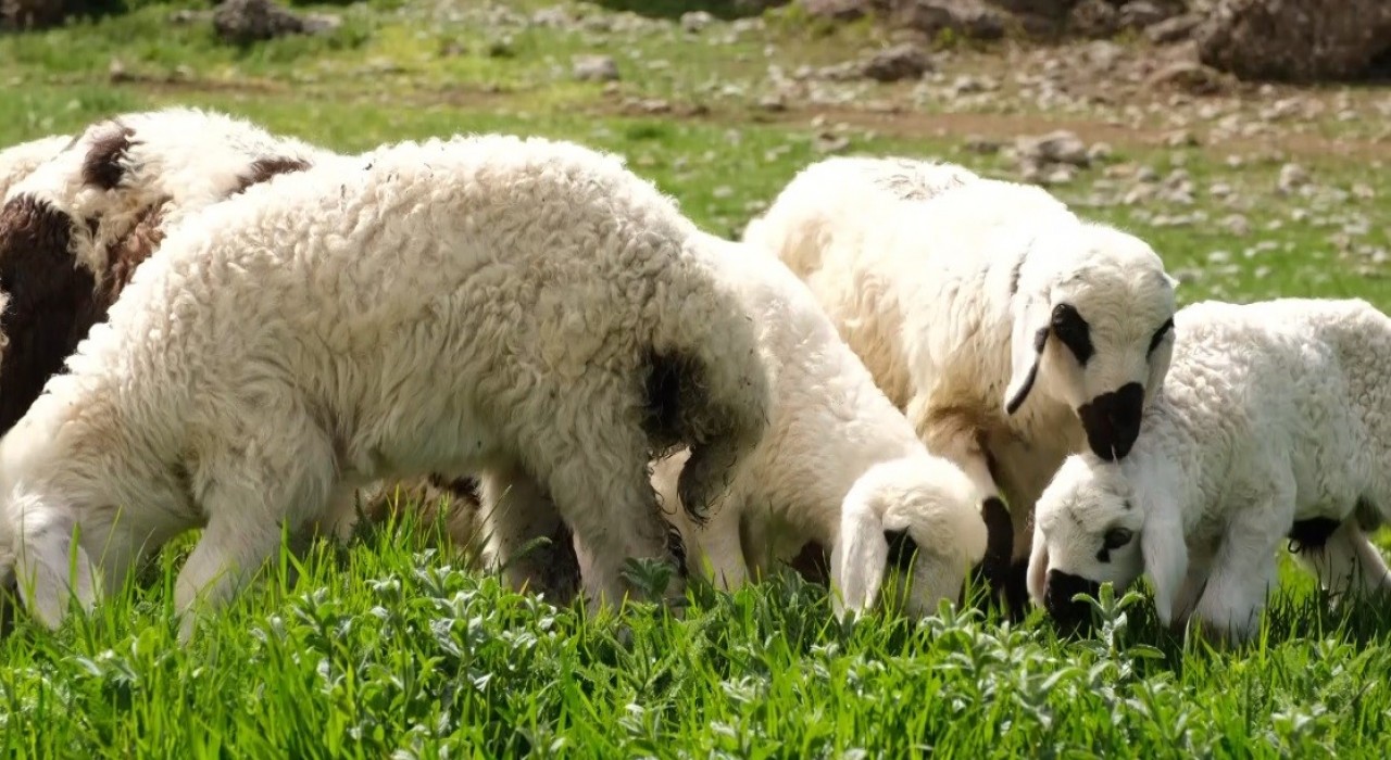 Erzincanda ilkbaharın gelmesiyle yeşeren meralar oğlak ve kuzuların sesleriyle şenlendi