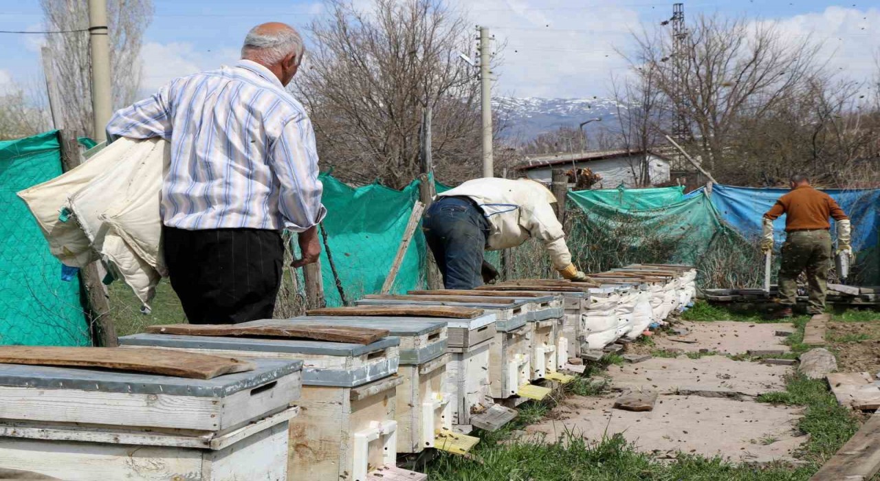 Erzincanda kıştan çıkan bal arıları açan çiçeklerle buluştu