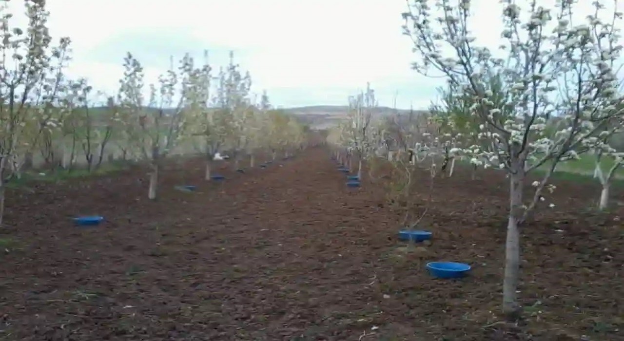 Erzincanda meyve bahçelerinde baklazınnı mücadelesi