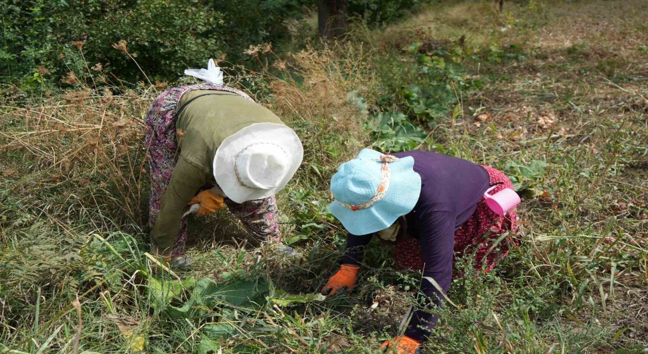 Erzincanda patatesin toprakla buluşma yolculuğu başladı