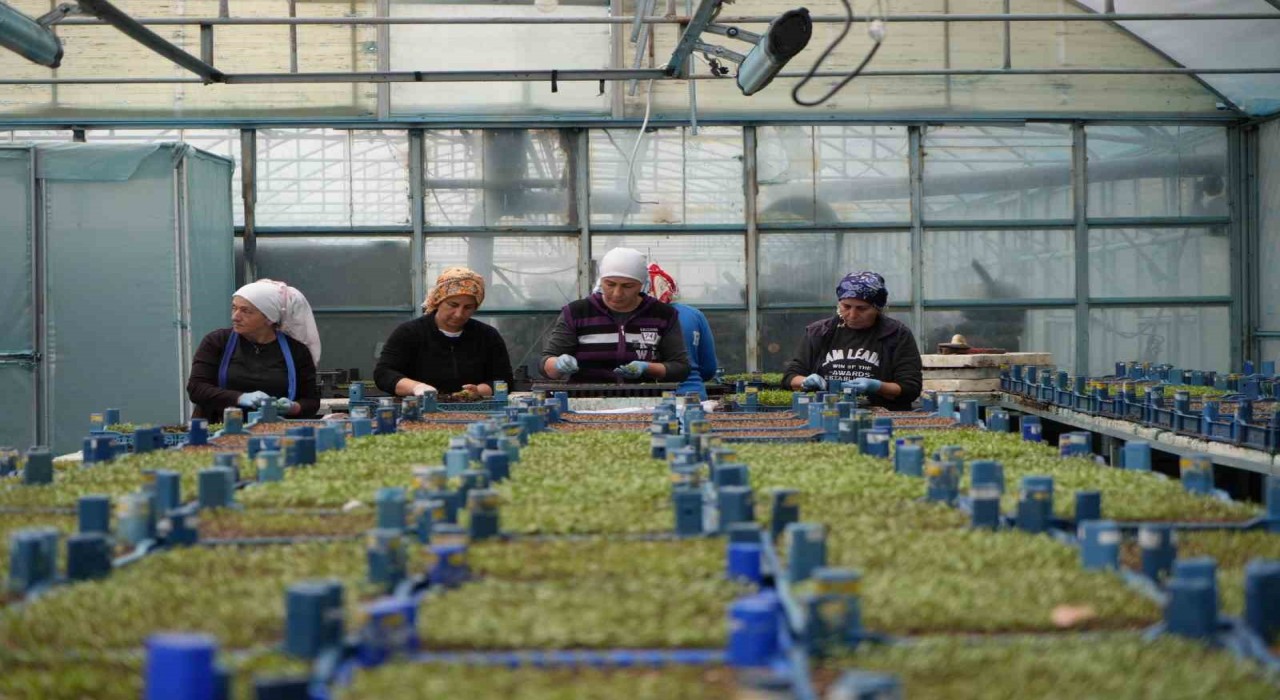 Erzincanın yüksek kesimlerinde kar: Seralarda zirai don için önlemler alındı