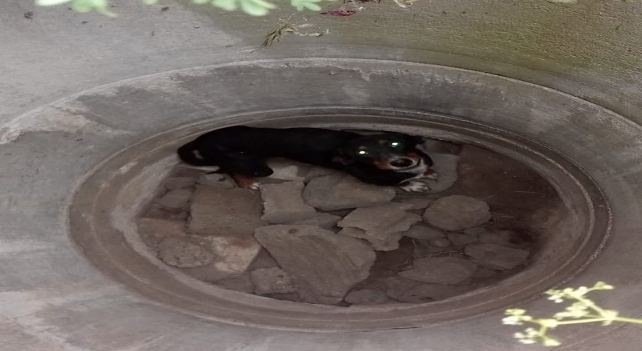 Erzinde kuyuya düşen köpeği itfaiye kurtardı