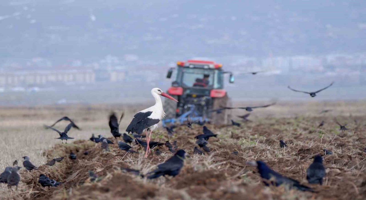 Erzurumda traktör sayısı 22 bini geçti