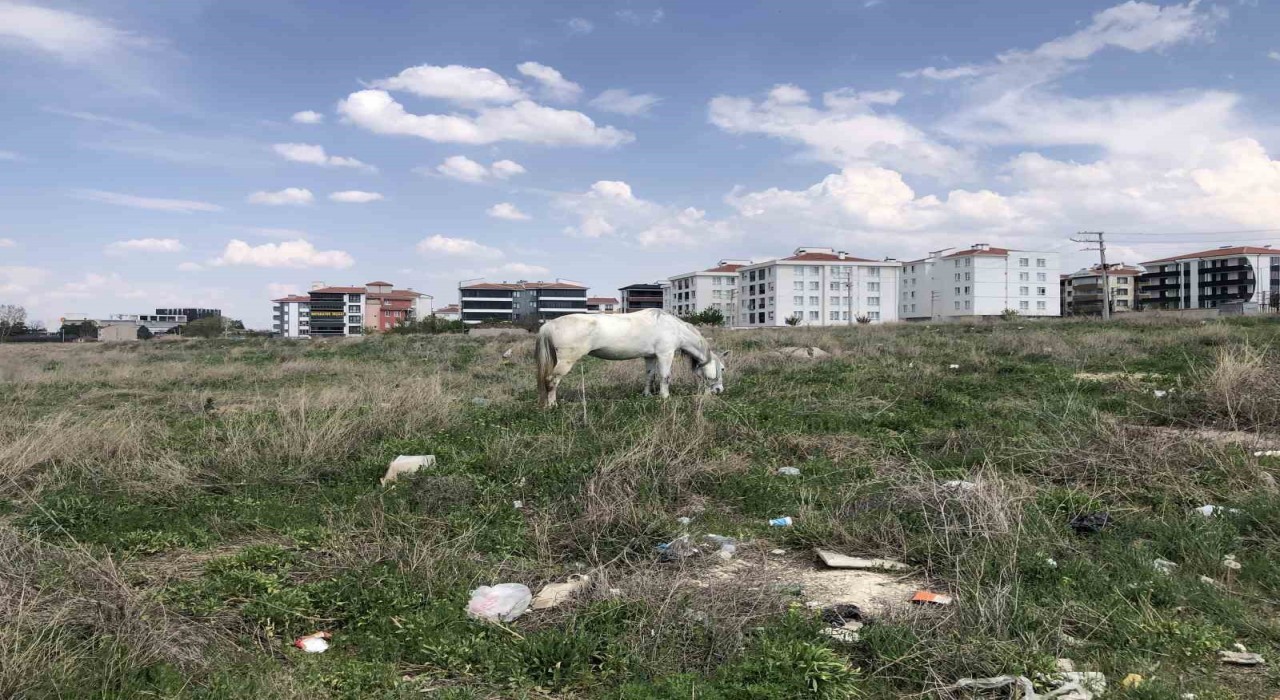 Eskişehirde başıboş atlar