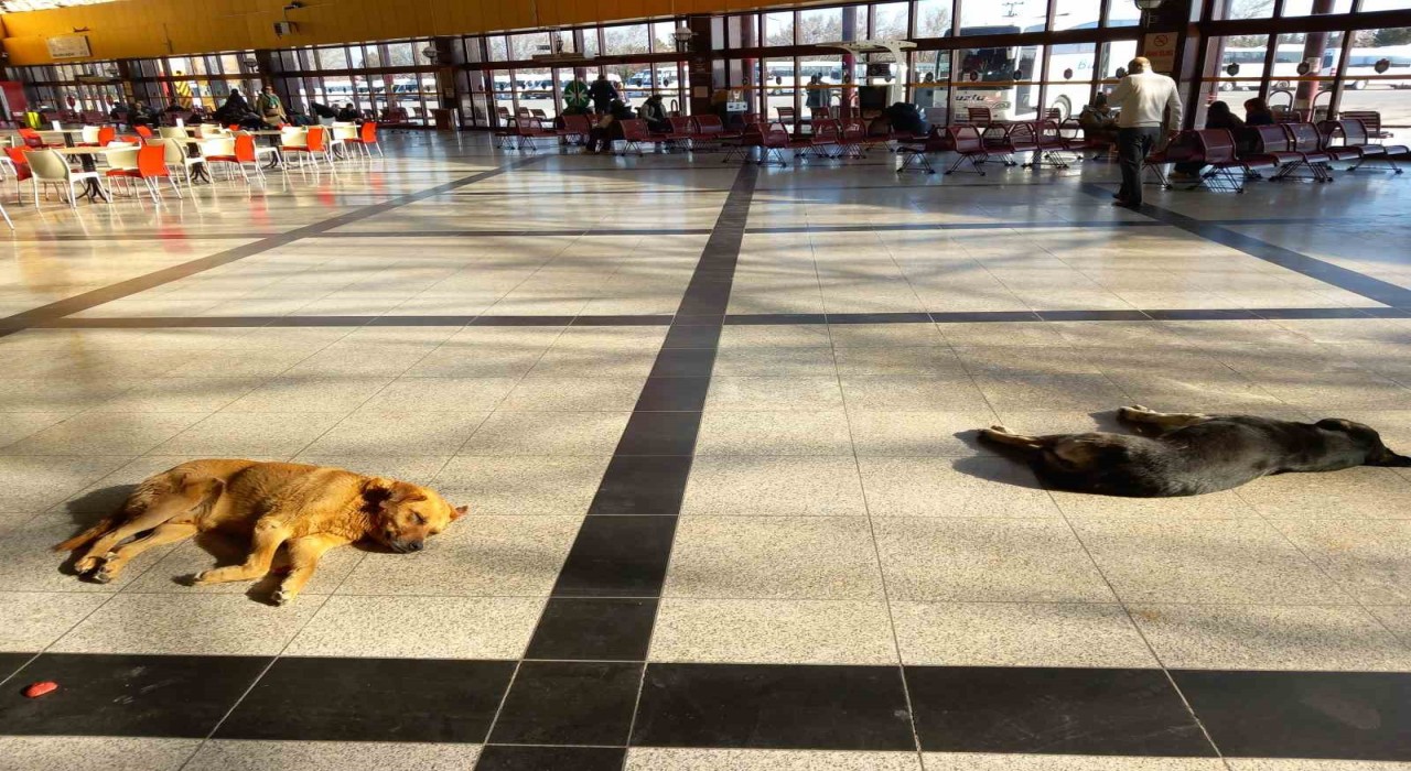 Eskişehirde soğukta üşüyen sevimli köpekler ısınmak için otogara sığındı