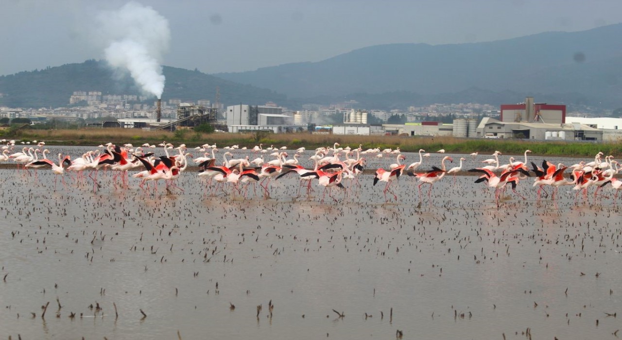 Flamingolar Söke Ovasını şenlendirdi