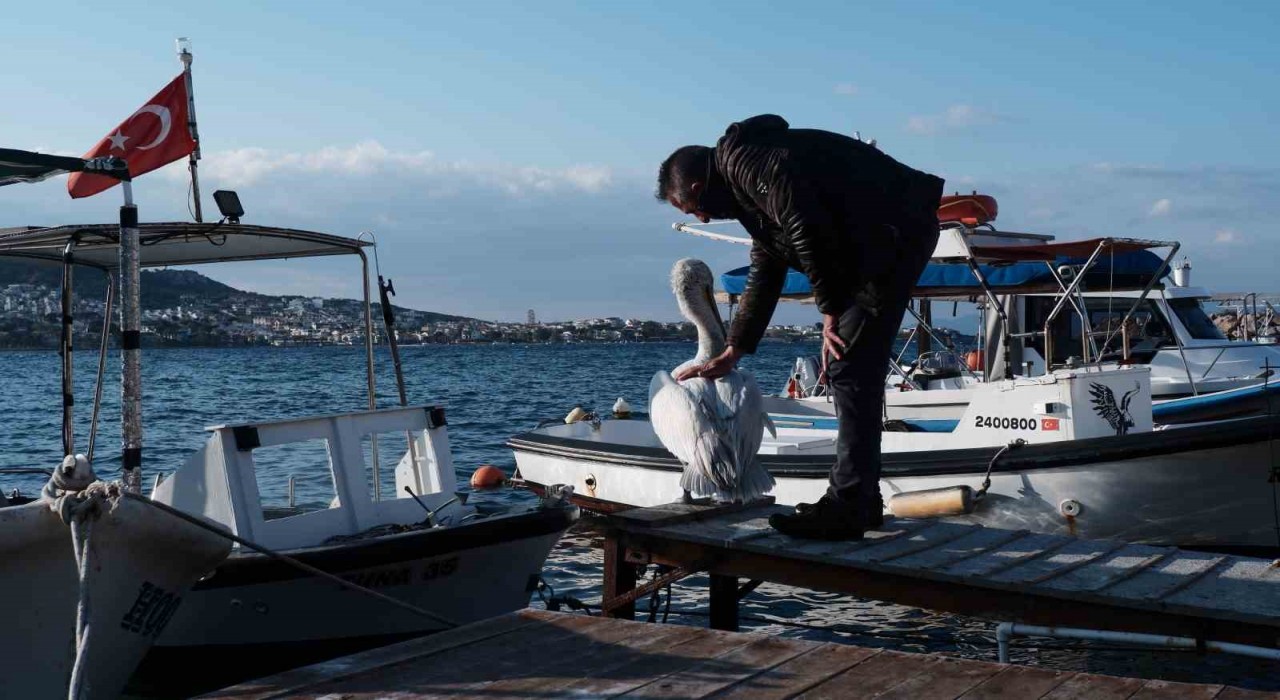 Foça, bu yaz da sevilen misafiri pelikan Tosunu ağırlıyor