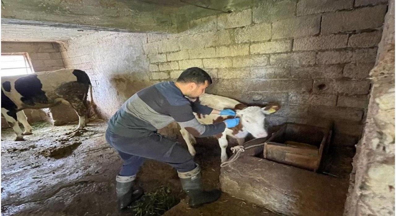 Gazipaşada gıda ve hayvan sağlığı denetimi