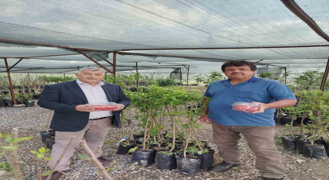 Gazipaşada sezonun ilk kiraz hasadı yapıldı