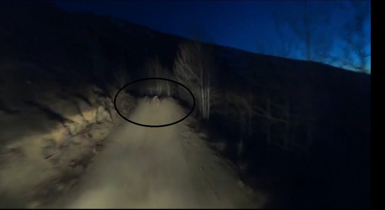 Gece motosikletin önünde koşan iki ayı görüntülendi