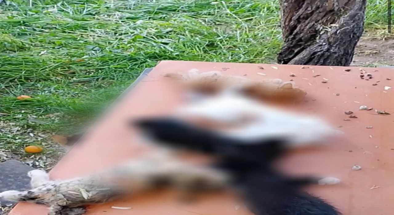Gemlikte yavru kediler katledildi
