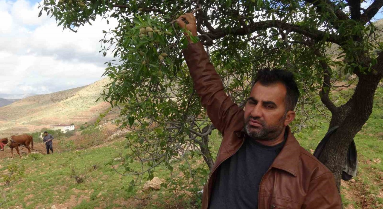 Gercüşte badem çiftçinin yüzünü güldürdü