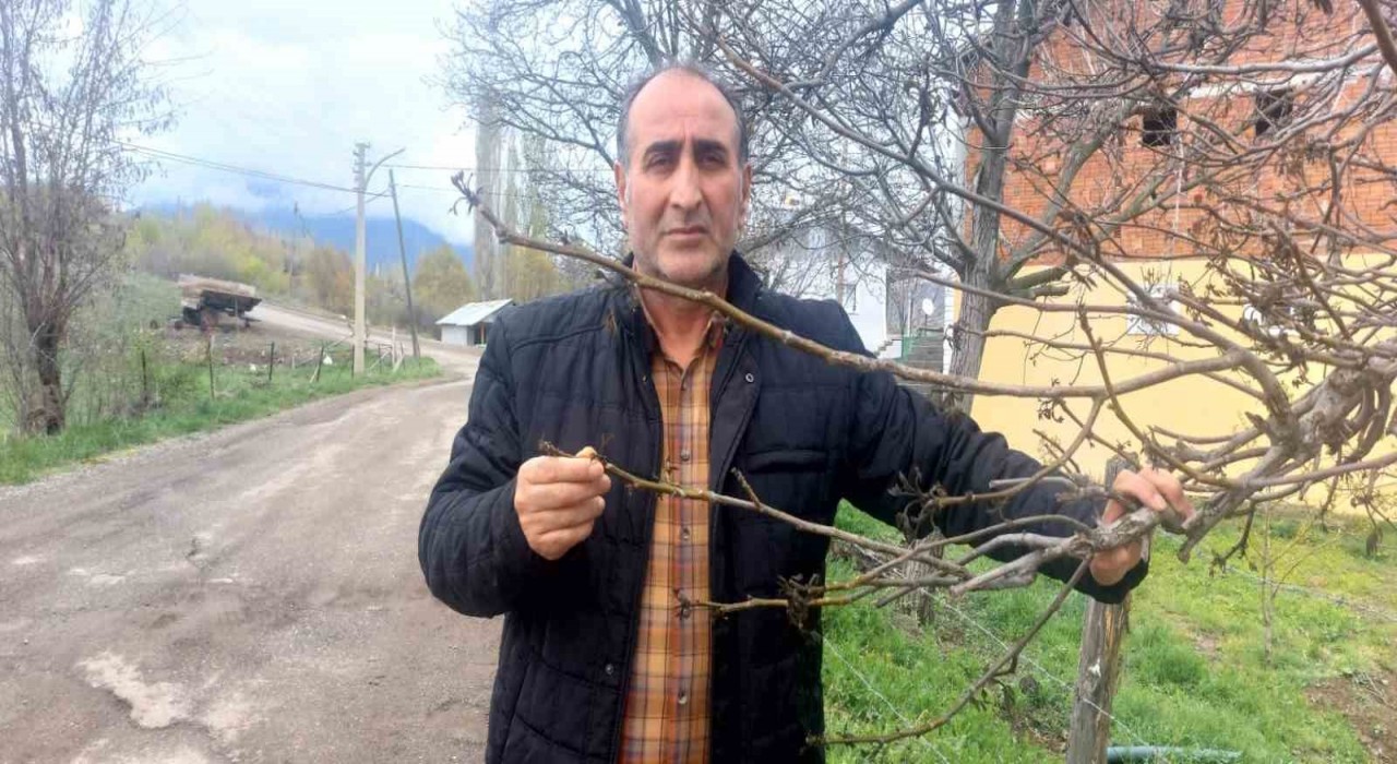 Giresunda zirai don Şebin cevizini de vurdu