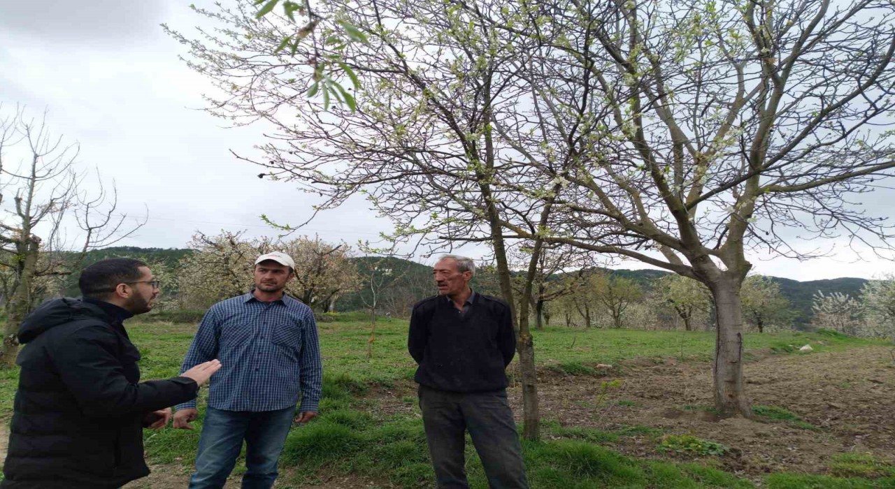 Gölpazarında fenolojik gözlemler ve don riskine karşı önlemler