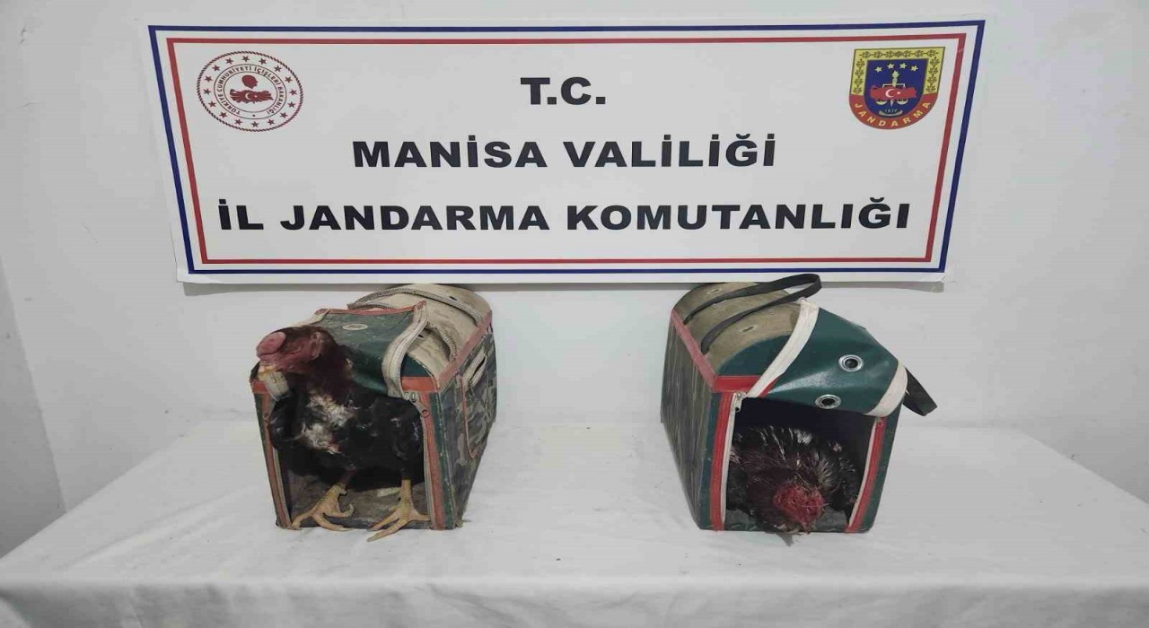 Horoz Dövüşüne suçüstü