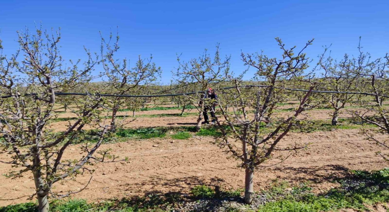 Hüyükteki meyve üreticisi de zirai don mağduru oldu