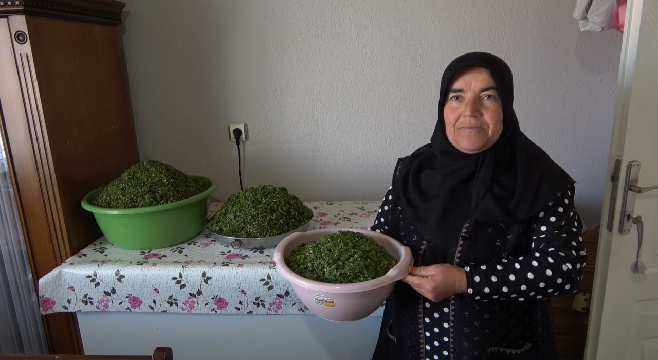 İç Anadolunun lezzeti madımak sofralarda yerini aldı