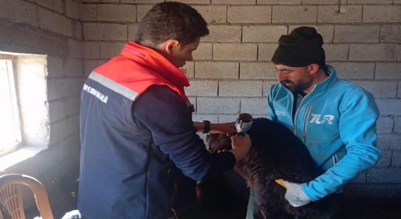 Iğdırda kuzularda aşılama ve küpeleme işlemleri devam ediyor