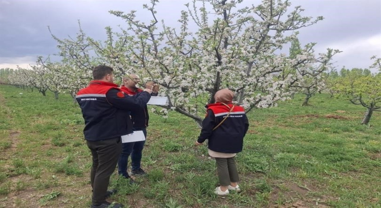 Iğdırda meyve ağaçları kurulan tuzaklarla korunuyor