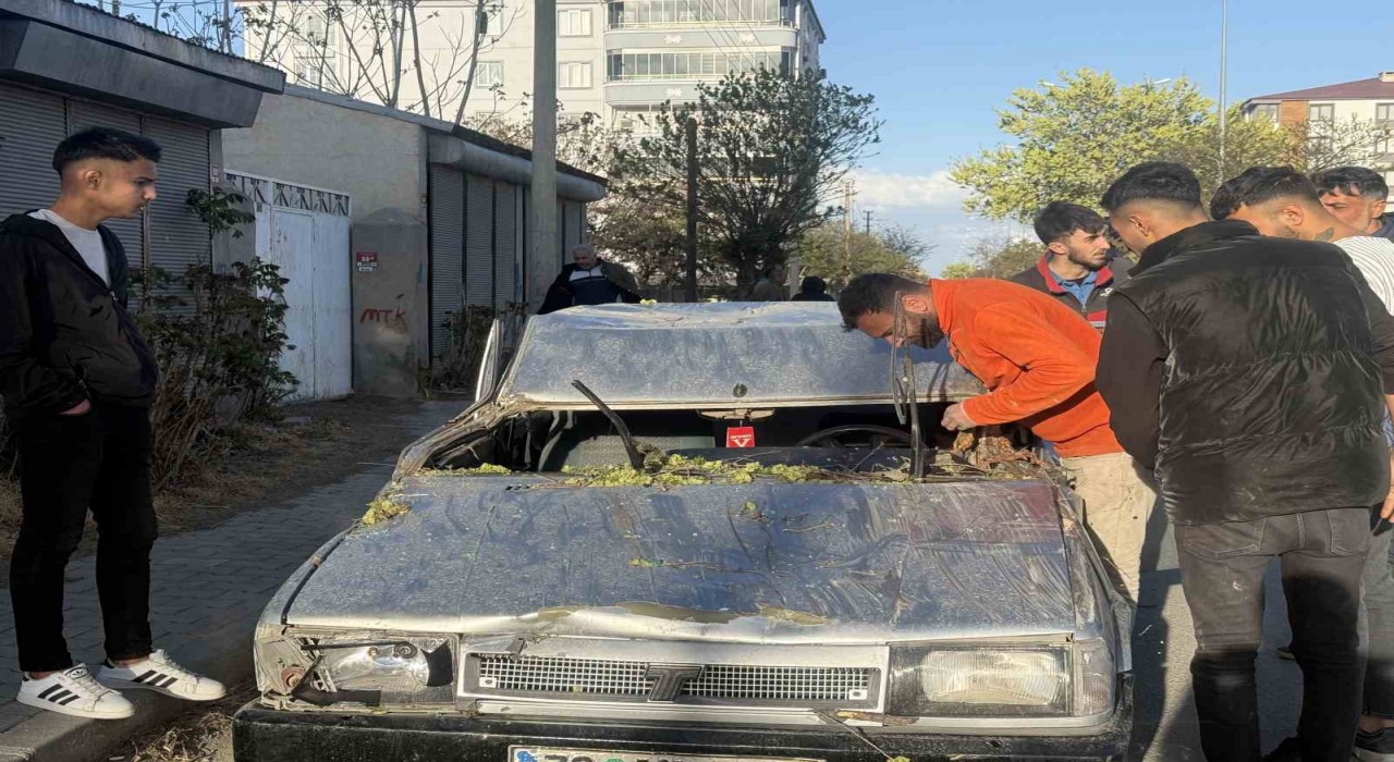 Iğdırda seyir halindeki aracın üzerine ağaç devrildi, sürücü yaralandı