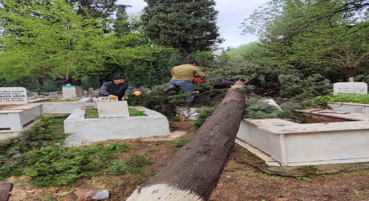 İncirliovada mezarlıklarda devrilen ağaçlar kaldırılıyor