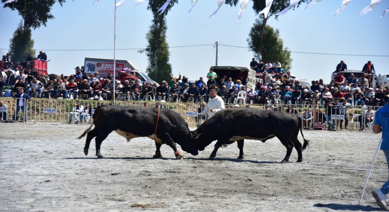 İncirliovada pehlivan boğalar arenaya çıktı