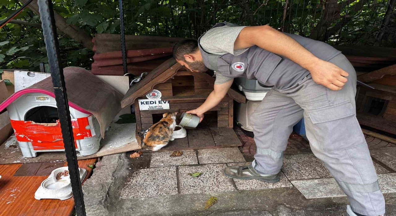 Kağıthanede bir yılda 10 bin 882 can dost rehabilite edildi