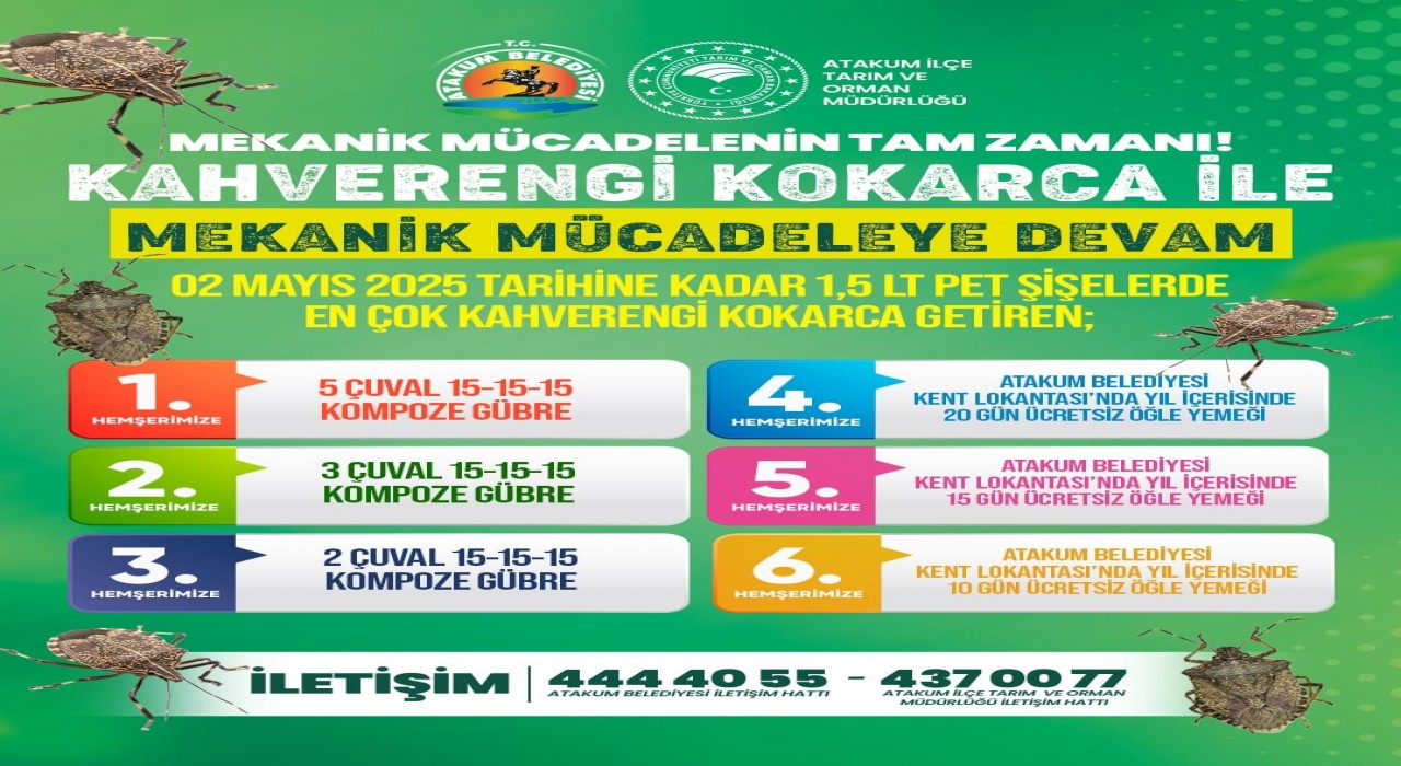 Kahverengi kokarca getir, ödülü götür